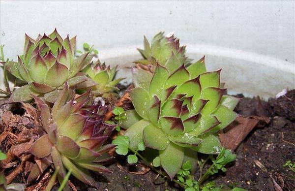 观音莲开爆盆的养殖方法