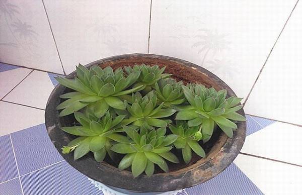 观音莲开爆盆的养殖方法