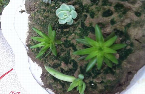 观音莲开爆盆的养殖方法