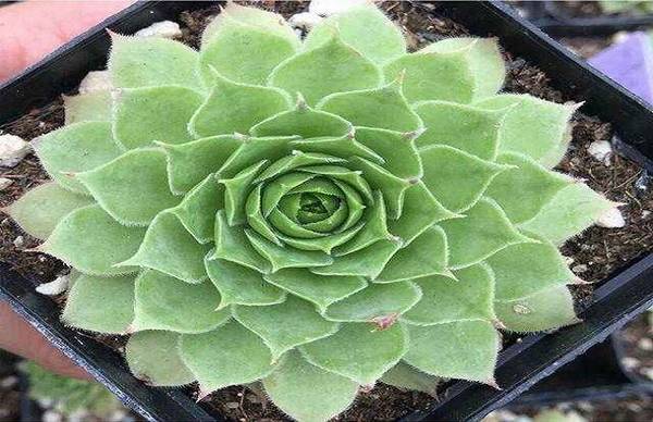 观音莲开爆盆的养殖方法