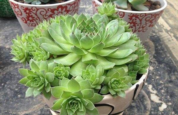 观音莲开爆盆的养殖方法