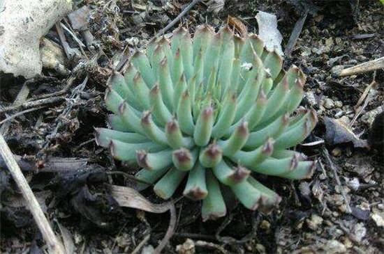 瓦松好养吗 瓦松怎么养