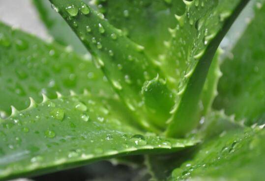 8种植物最适合懒人养的多肉植物