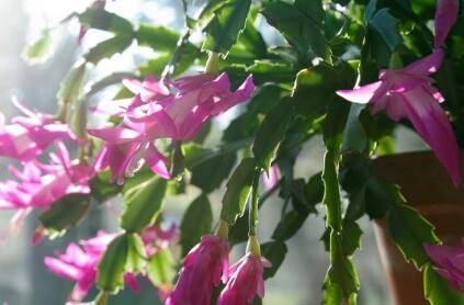 8种植物最适合懒人养的多肉植物