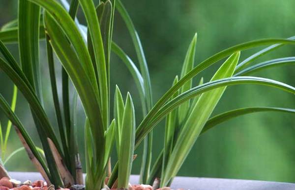 春兰宋梅的养殖方法