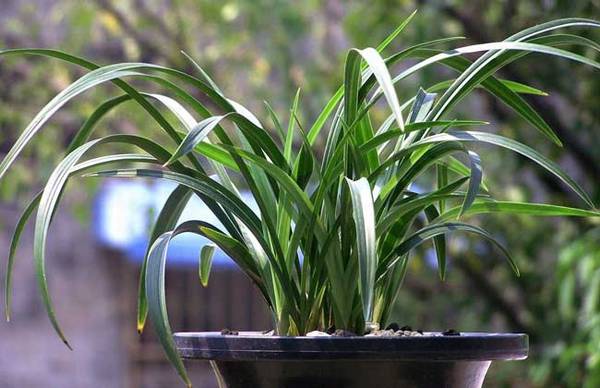 春兰宋梅的养殖方法