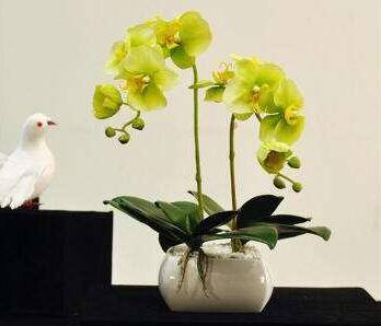 蝴蝶兰花期过后还开花吗 蝴蝶兰二次开花怎么养