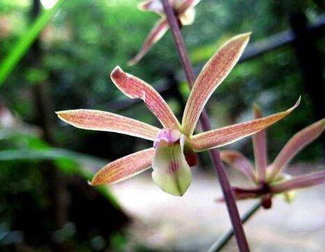 带唇兰怎么养 正确的浇水施肥方法