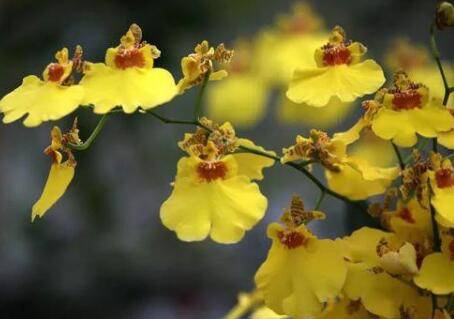 文心兰养护技巧 让花香更浓郁