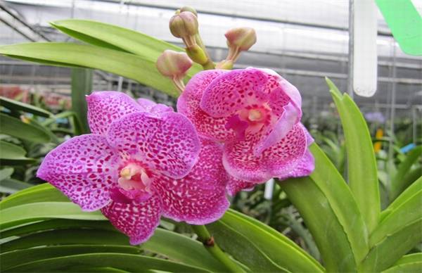 万代兰好养吗 养殖重点事项介绍