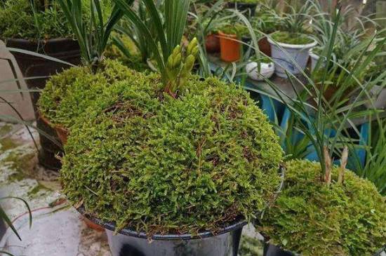 怎么用青苔养兰花