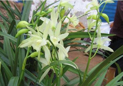 碧玉兰好养吗 碧玉兰的养殖方法