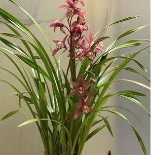 分享几点兰花的日常养护技巧