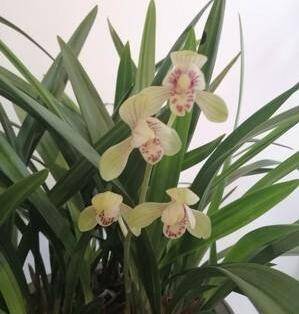 分享几点兰花的日常养护技巧