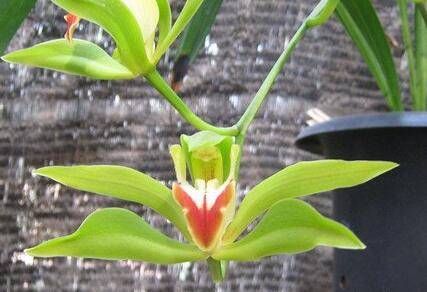 碧玉兰好养吗 碧玉兰的养殖方法