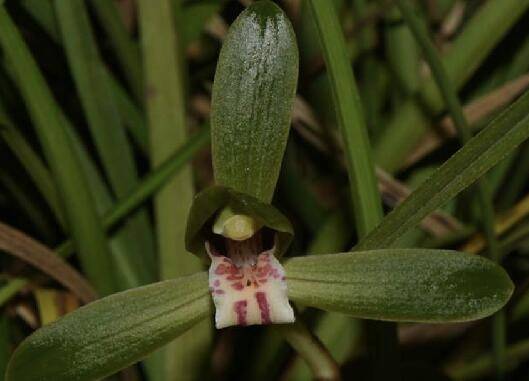 养的春兰花杆矮小是什么原因造成