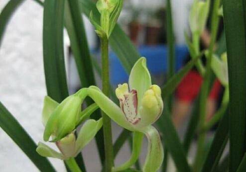 养的春兰花杆矮小是什么原因造成