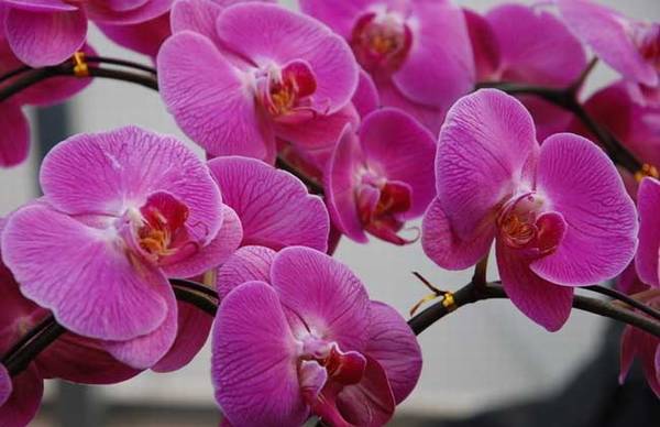 盆栽蝴蝶兰多开花的养殖方法技巧