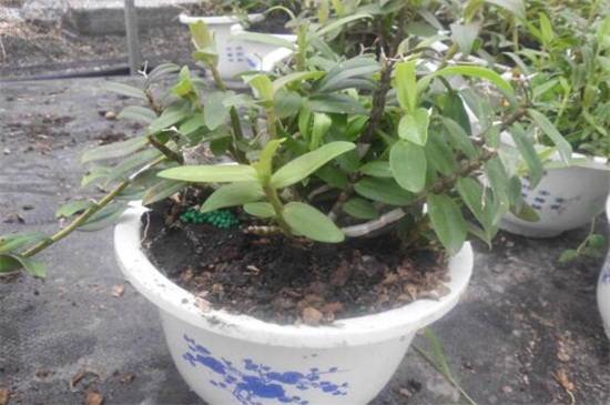 石斛兰开完花后怎么养