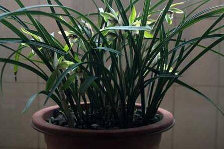 养好盆栽兰花要注意的问题