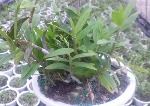 石斛的家庭盆栽种植方法