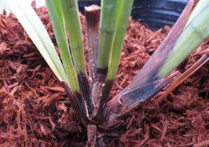 兰花烂根的判断方法与补救措施