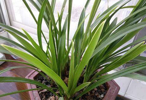 北方养兰花夏天的养护方法