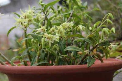 石斛的家庭盆栽种植方法