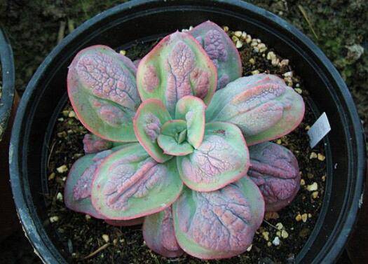 狂野男爵多肉图片简介