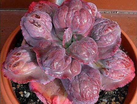 狂野男爵多肉图片简介