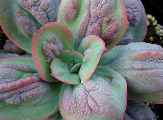 狂野男爵多肉图片简介