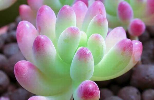 虹之玉锦怎么养颜色更艳