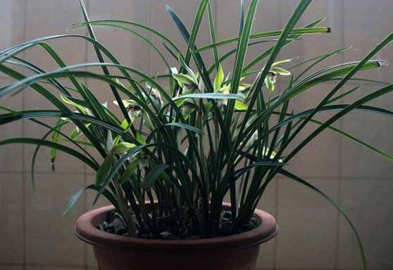 兰花用什么土种植好 培养土配制方案