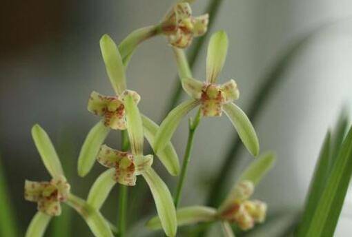 建兰为什么一直不开花