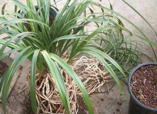 兰花用什么土种植好 培养土配制方案