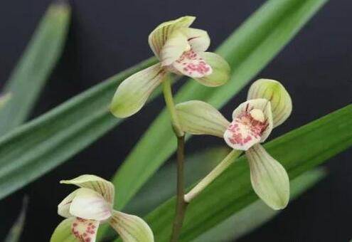 建兰为什么一直不开花