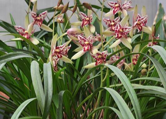 建兰怎么养能长出白芽