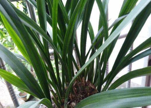 兰花分盆后怎么一直不开花