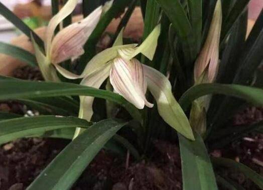 兰花夏天养护有哪些问题