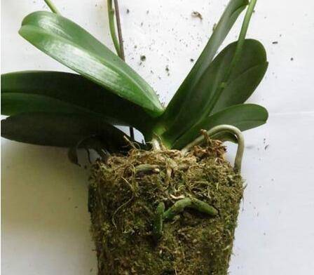 给蝴蝶兰换盆的技巧方法