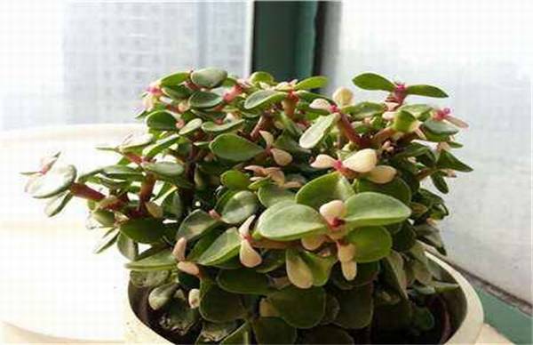 金枝玉叶的春季养护注意事项