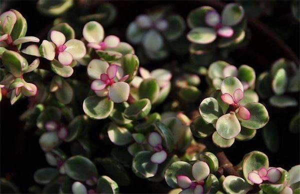 金枝玉叶的春季养护注意事项