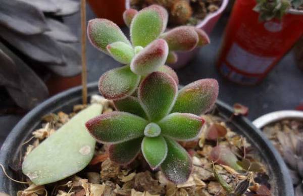 锦晃星怎么养成老桩