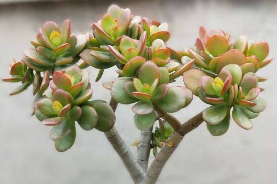 姬红花月怎么养更鲜艳