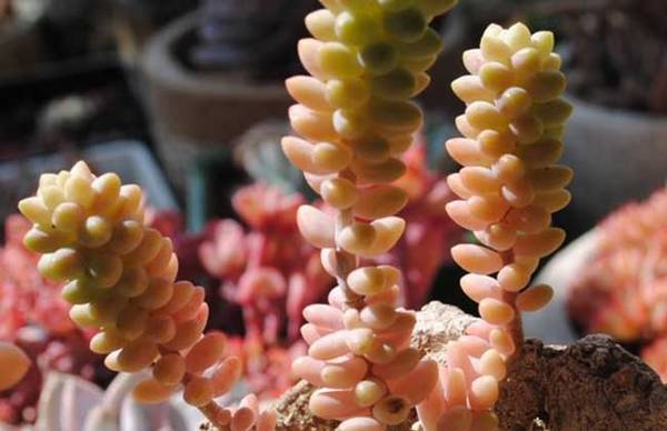 多肉新玉缀的养殖方法