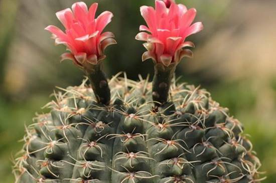 绯花玉怎么养护大得快