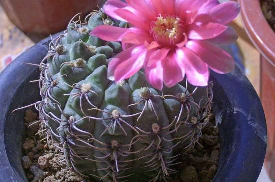 绯花玉怎么养护大得快