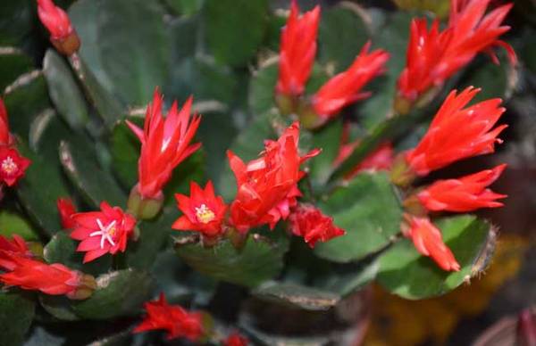 假昙花多开花的养殖方法