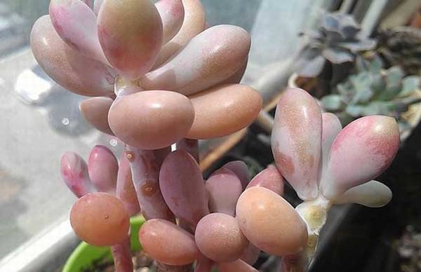 桃之卵怎么养得肥厚粉嫩好看