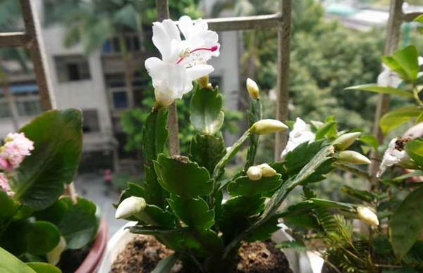 假昙花多开花的养殖方法